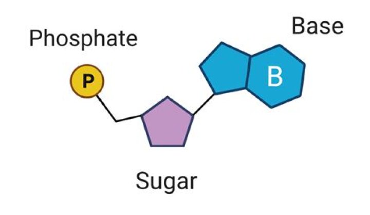Is DNA a base or acid?