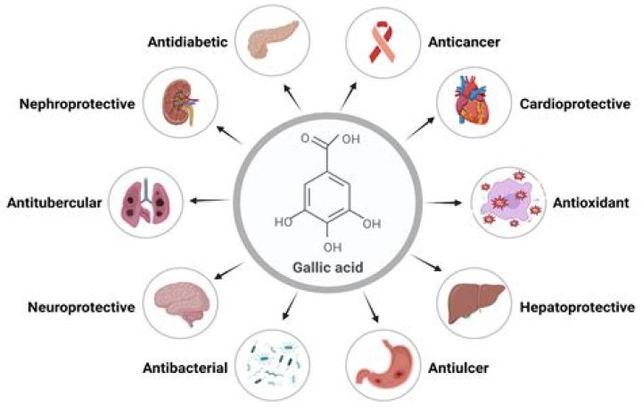 Is gallic acid an antioxidant?