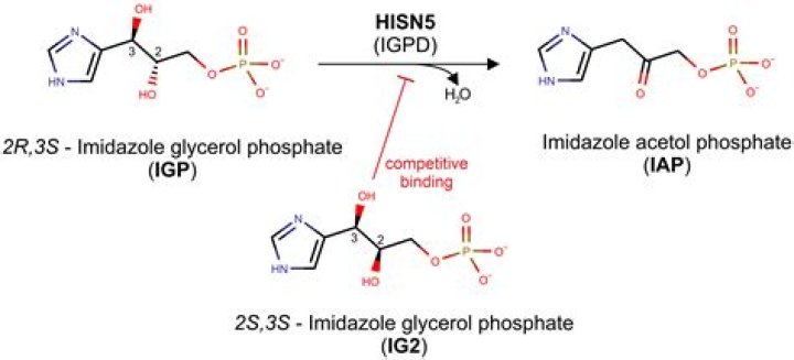 Is glycerol 3 phosphate the same as glyceraldehyde 3 phosphate?