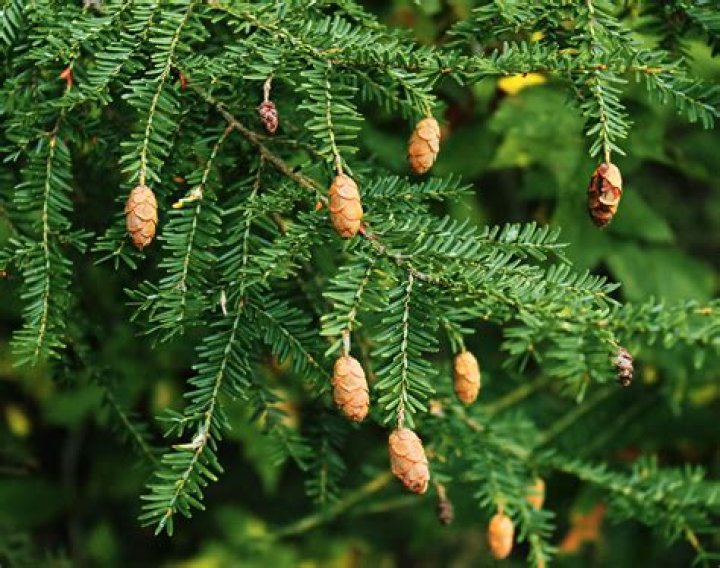 Is Hemlock a type of pine?