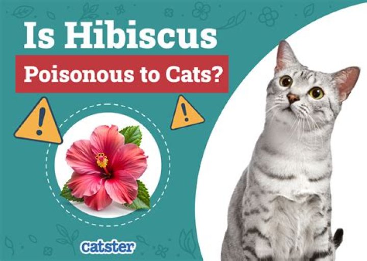 Is Hibiscus toxic to cats?