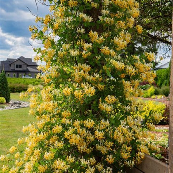 Is Honeysuckle an evergreen? | ContextResponse.com