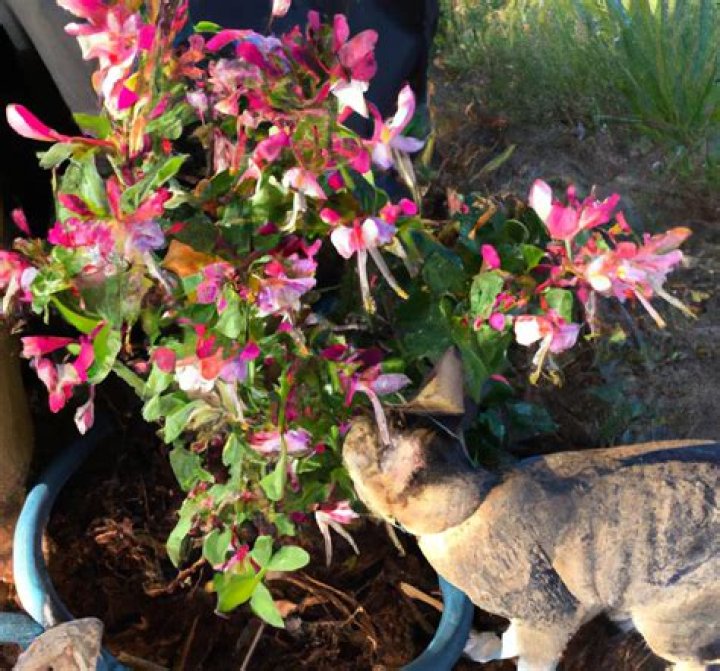 Is Honeysuckle toxic to cats?