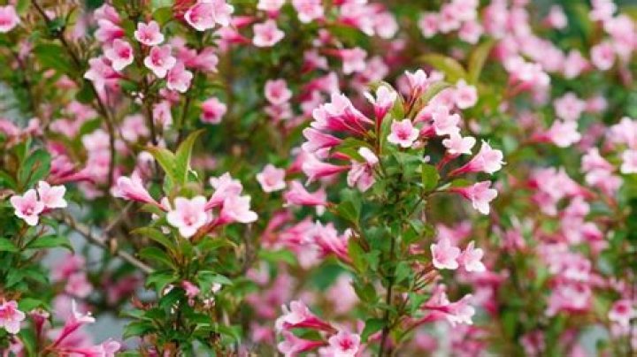 Is it better to plant bushes in spring or fall?