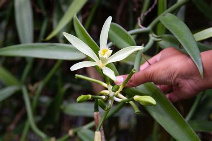Is it easy to grow vanilla?