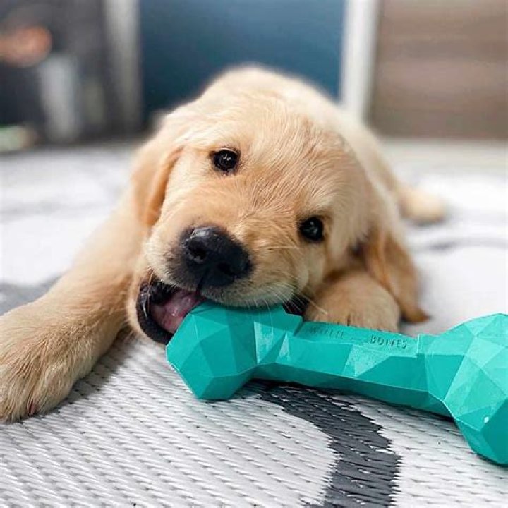Is it OK for dogs to chew on sticks?