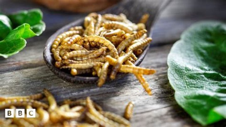 Is it OK to eat mealworms?