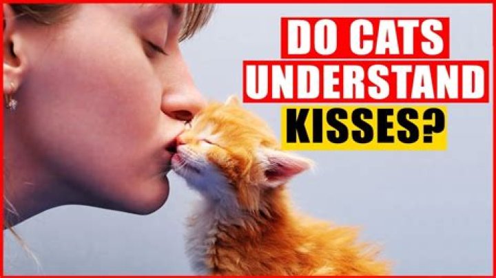 Is it OK to kiss my cat on the mouth?