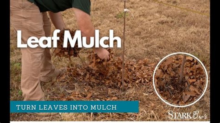 Is it OK to mulch leaves into your lawn?