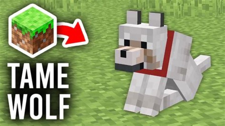 Is it possible to tame a wolf?