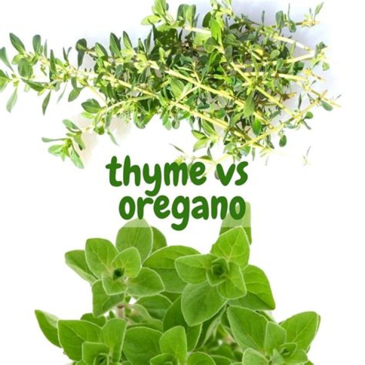 Is leaf oregano the same as dried oregano?
