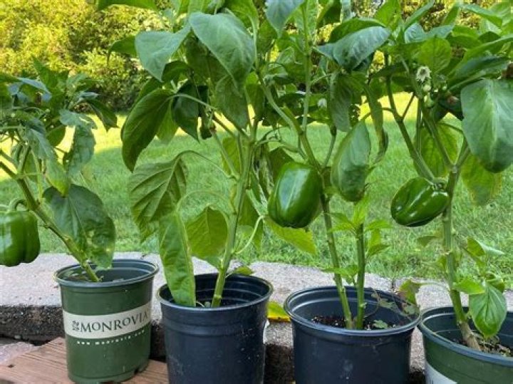Is magnesium sulfate good for pepper plants?