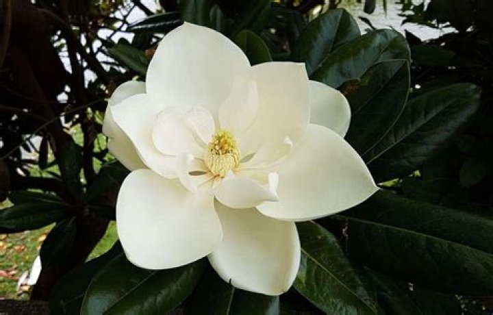 Is Magnolia a flower? | ContextResponse.com