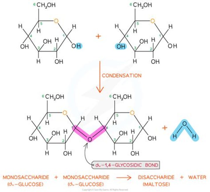Is maltose the same as maltodextrin?