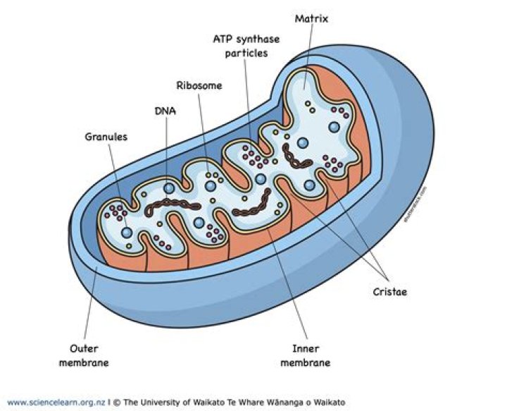 Is mitochondria a prokaryotic cell?