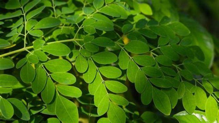 Is Moringa same as Malunggay?