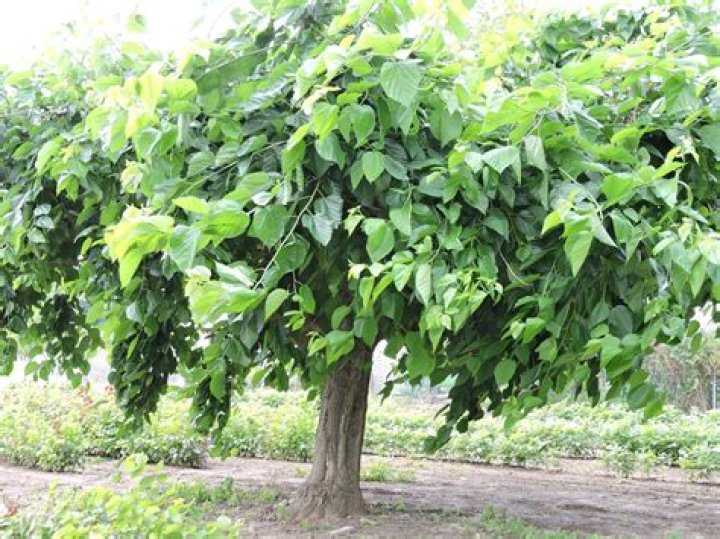 Is Mulberry edible? | ContextResponse.com