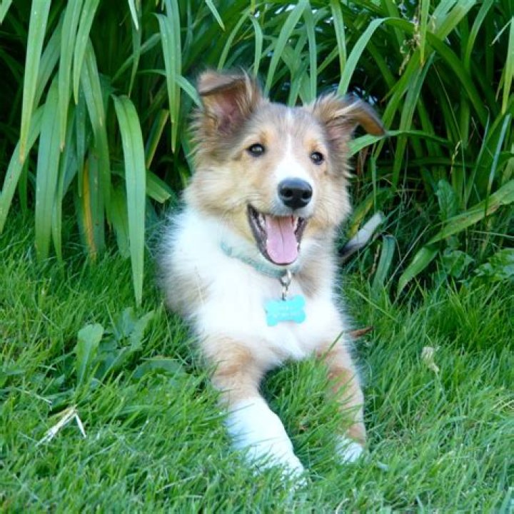 Is Nutella toxic to dogs?
