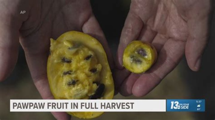 Is paw paw fruit healthy?