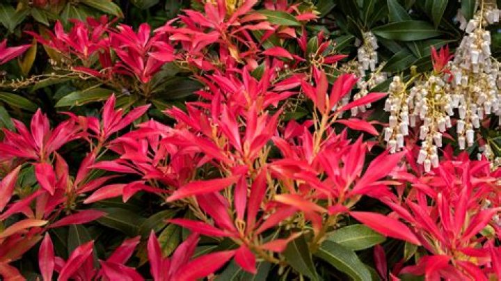 Is Pieris japonica invasive? | ContextResponse.com