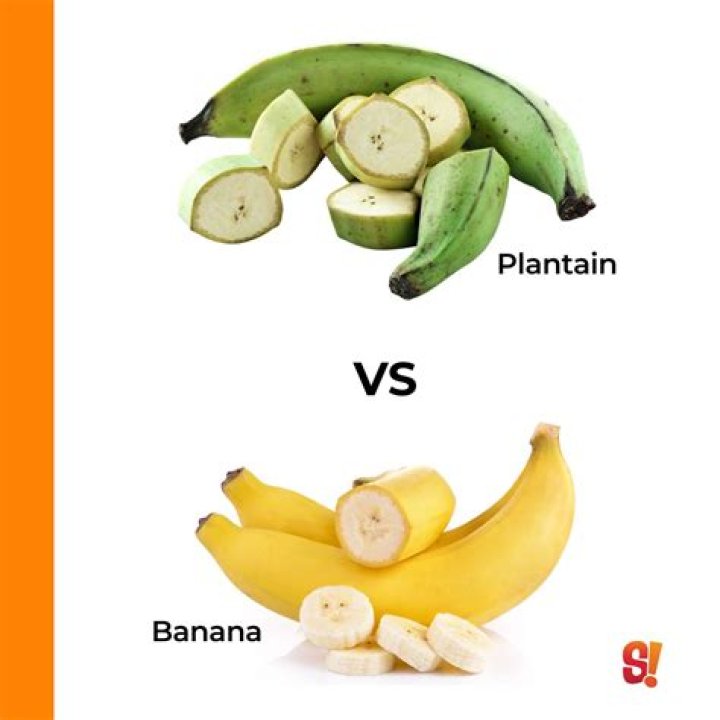 Is plantain and banana the same?