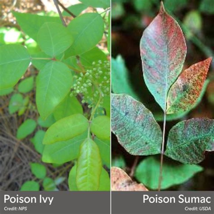 Is poison ivy bad for trees?