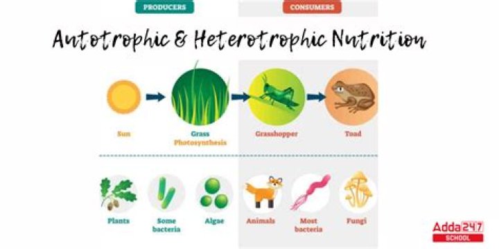 Is Protista autotrophic or heterotrophic?
