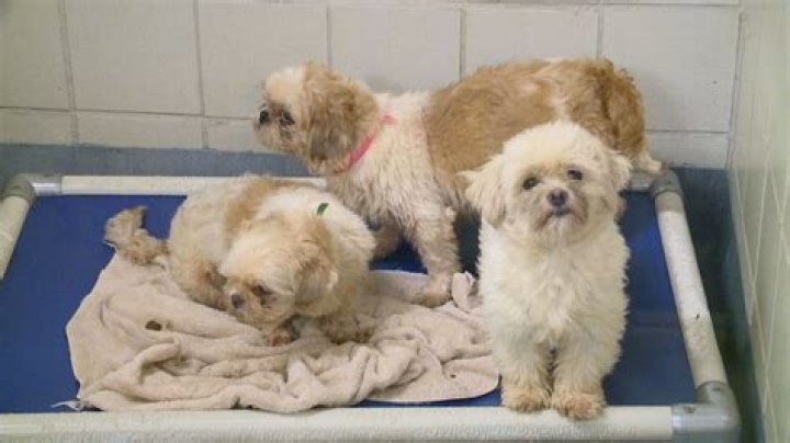 Is PuppyFind a puppy mill?