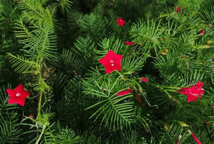 Is red cypress vine poisonous?