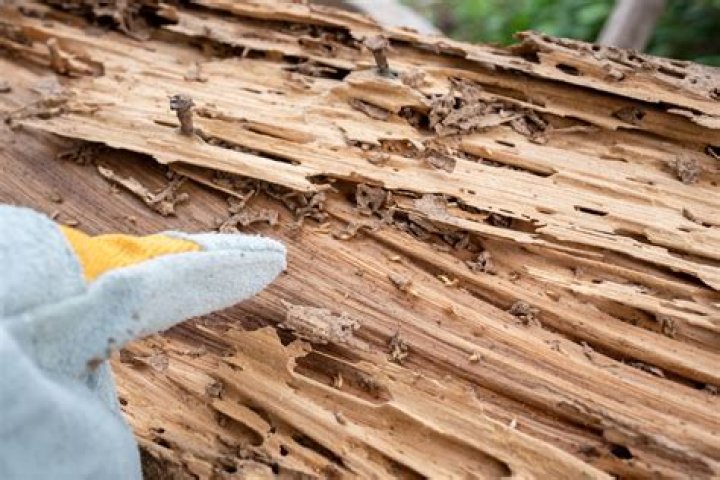Is Sal wood termite resistant?