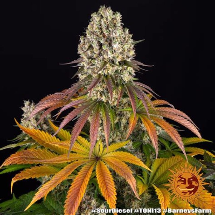 Is Sour Diesel Indica or Sativa?
