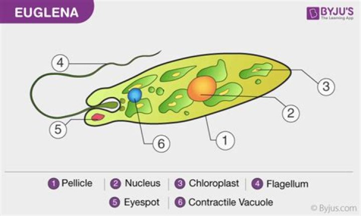 Is the euglena a plant or an animal?