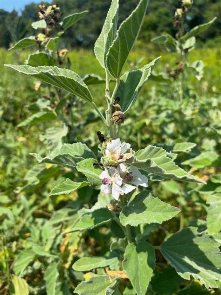Is the mallow plant edible?