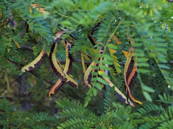 Is there a plant called Locust?