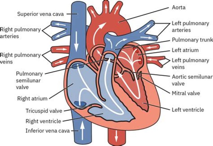 Is there a valve between the vena cava and right atrium?