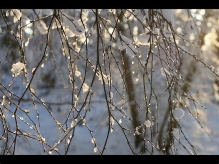 Is there an evergreen birch tree?