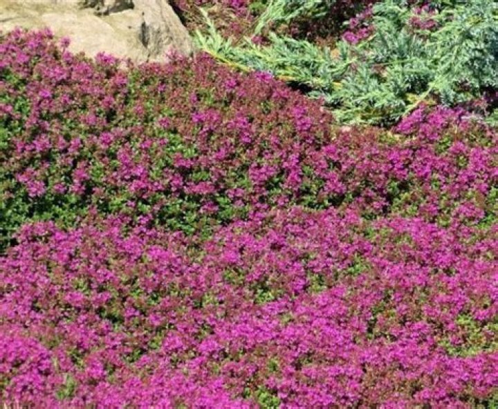 Is thyme a perennial UK?