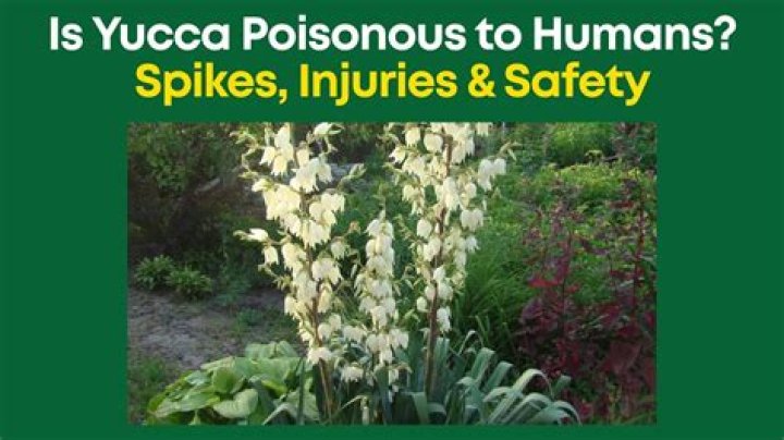 Is Yucca poisonous to humans?