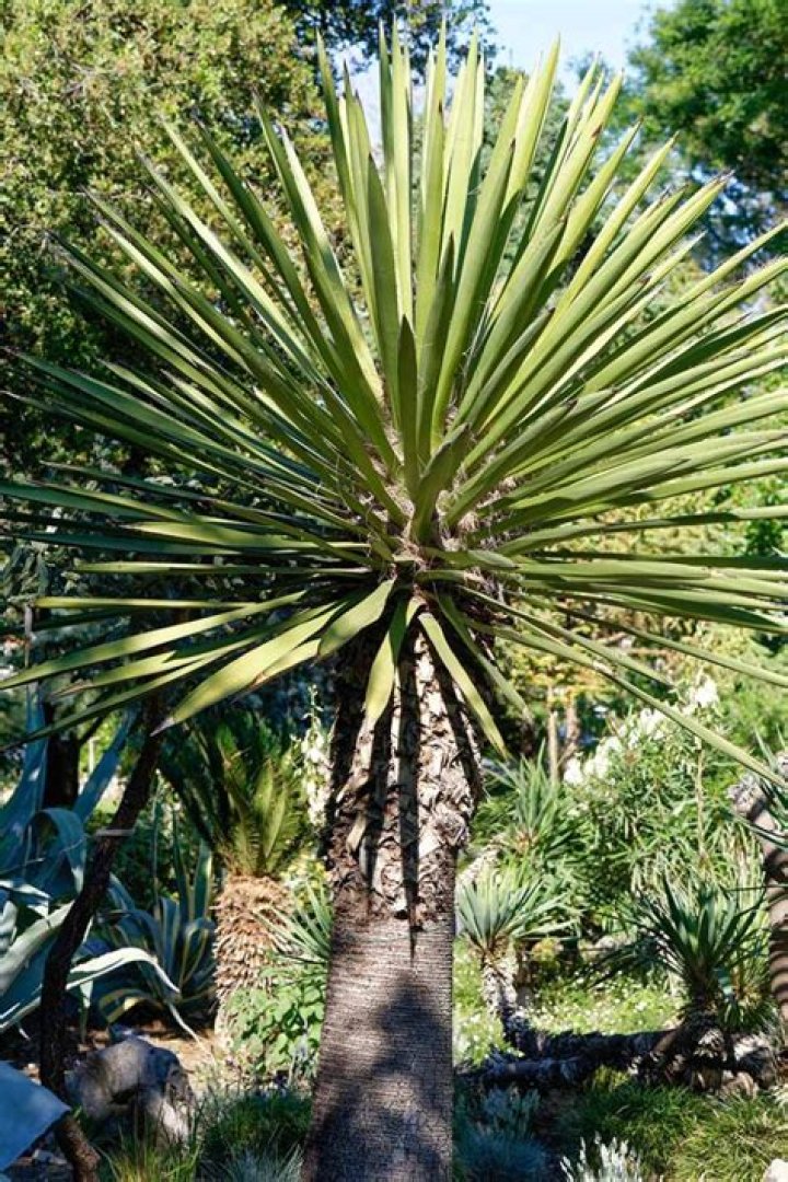Is Yucca the same as tapioca?
