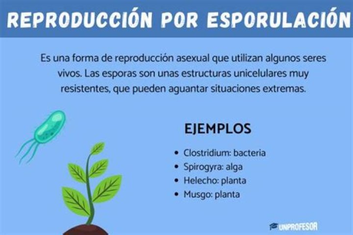 ¿Qué es la Esporulacion Wikipedia?