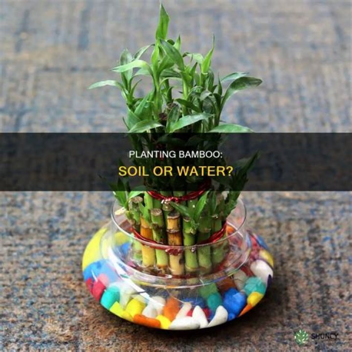Should bamboo be planted in soil?