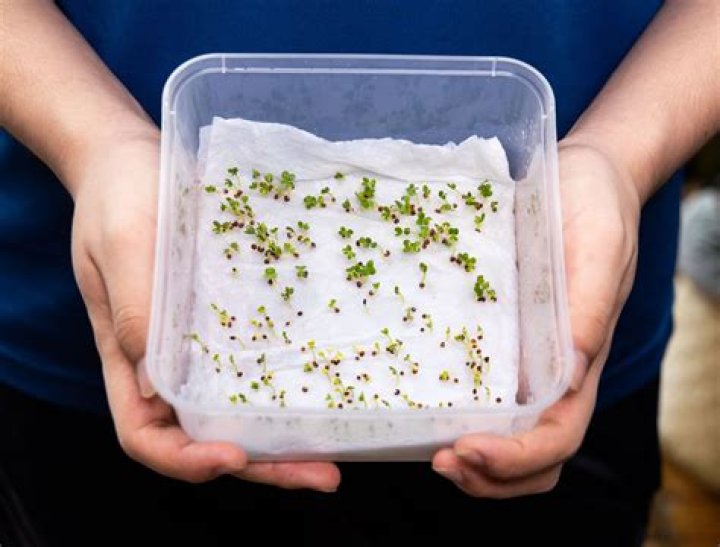 Should green bean seeds be soaked before planting?