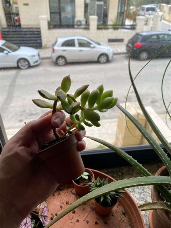Should I cut back my succulents?