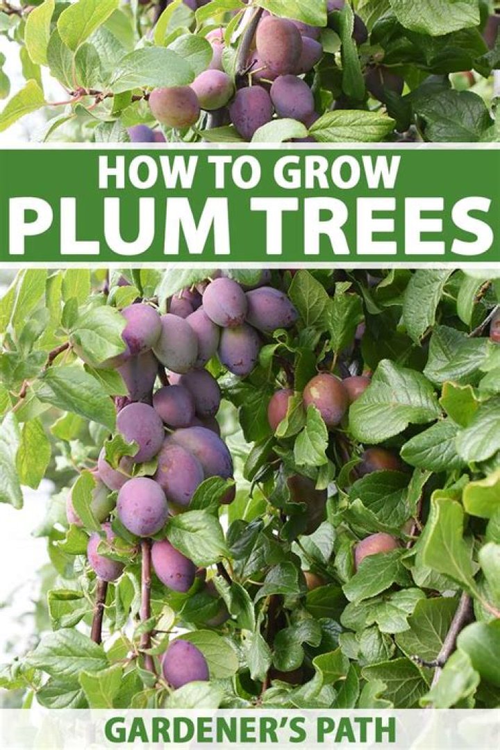 Should I plant an elm tree?