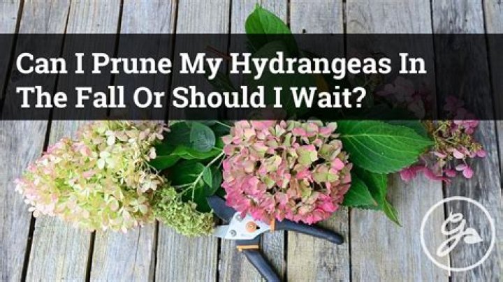 Should I prune pinks? | ContextResponse.com