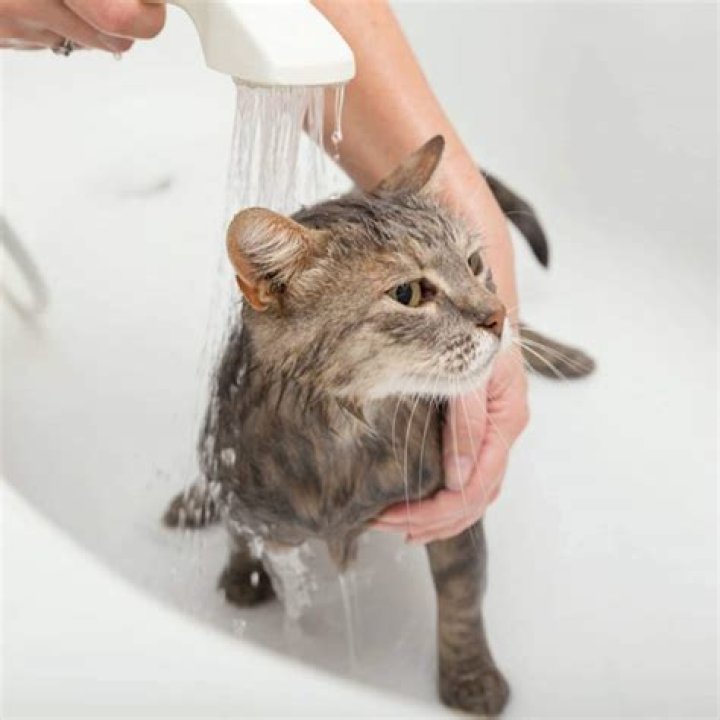 Should you ever bathe a cat?