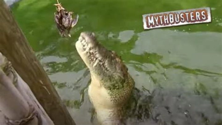 Should you zig zag from an alligator?