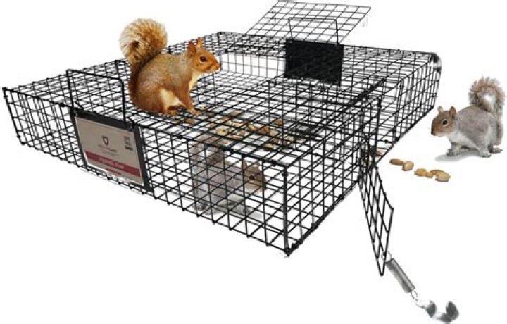 What's the best bait for ground squirrels?