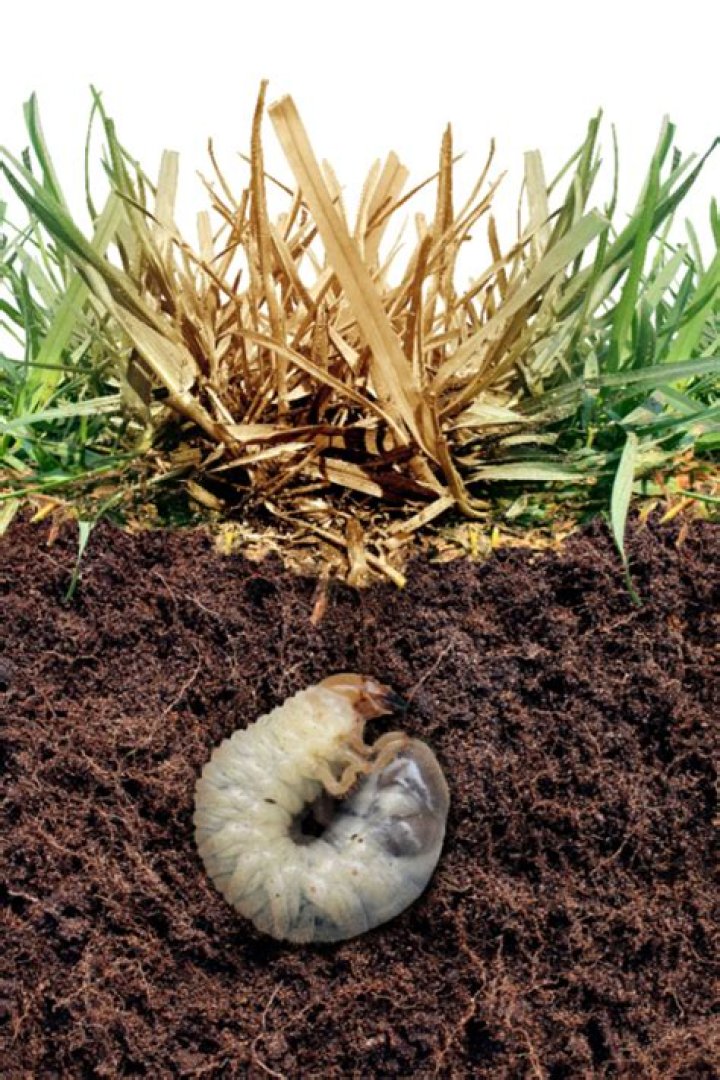 What's the best insecticide for lawn grubs?
