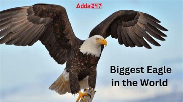 What's the biggest eagle? | ContextResponse.com